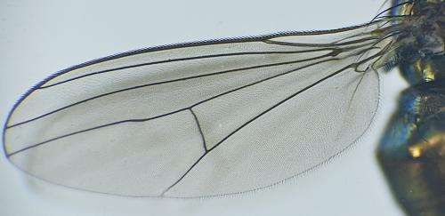 Syntormon zelleri